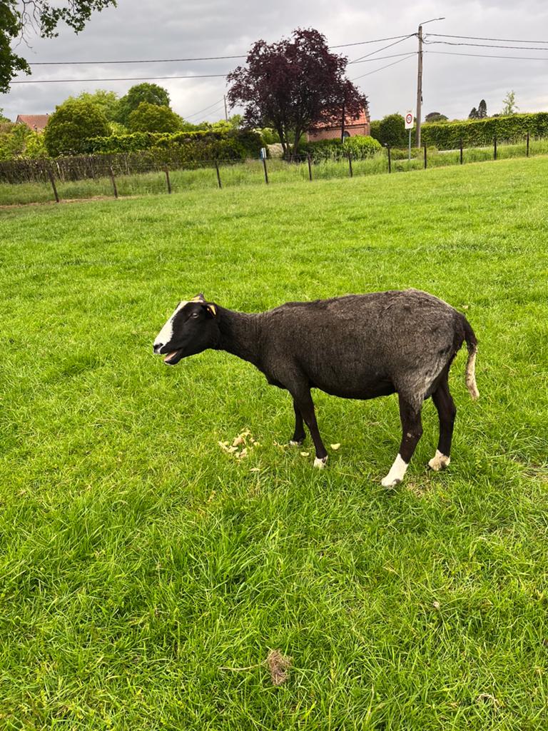 Zwartbles ooi, Dieren en Toebehoren, Schapen, Geiten en Varkens, Vrouwelijk, Schaap, 3 tot 5 jaar