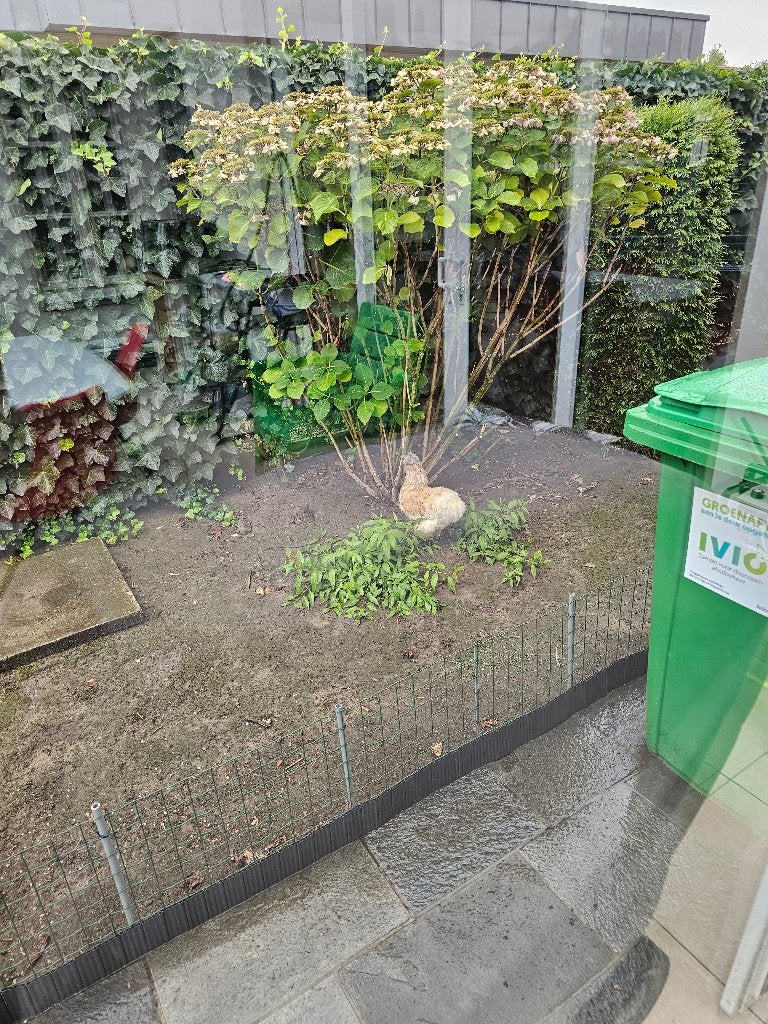 Zijdehoen hennetje gratis, Animaux & Accessoires, Femelle, Poule ou poulet