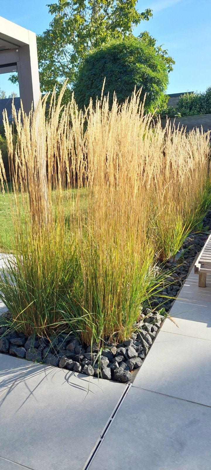 18 graminées ornementales pour adultes Karl Foerster, 6 ans,, Jardin & Terrasse, Enlèvement, Graminées ornementales