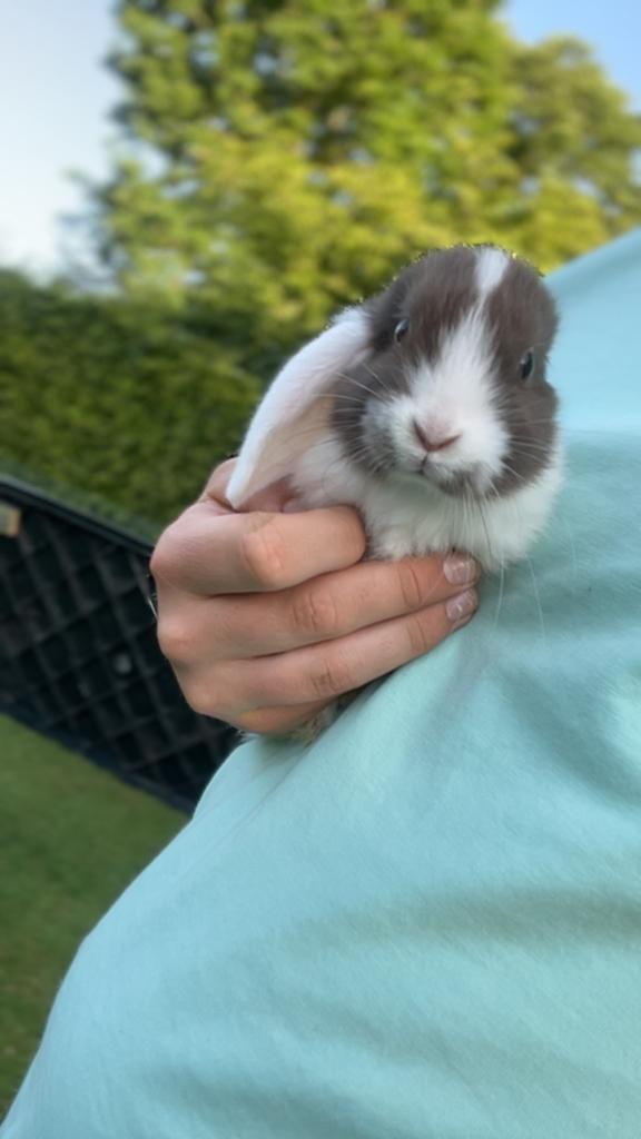 Jonge Hangoor konijntjes te koop, Dieren en Toebehoren, Ophalen