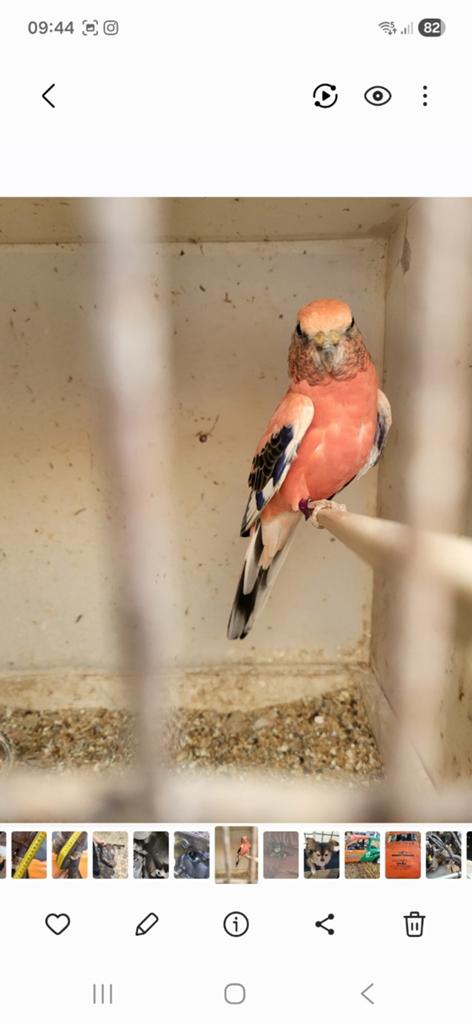 Roze bourkes, Dieren en Toebehoren