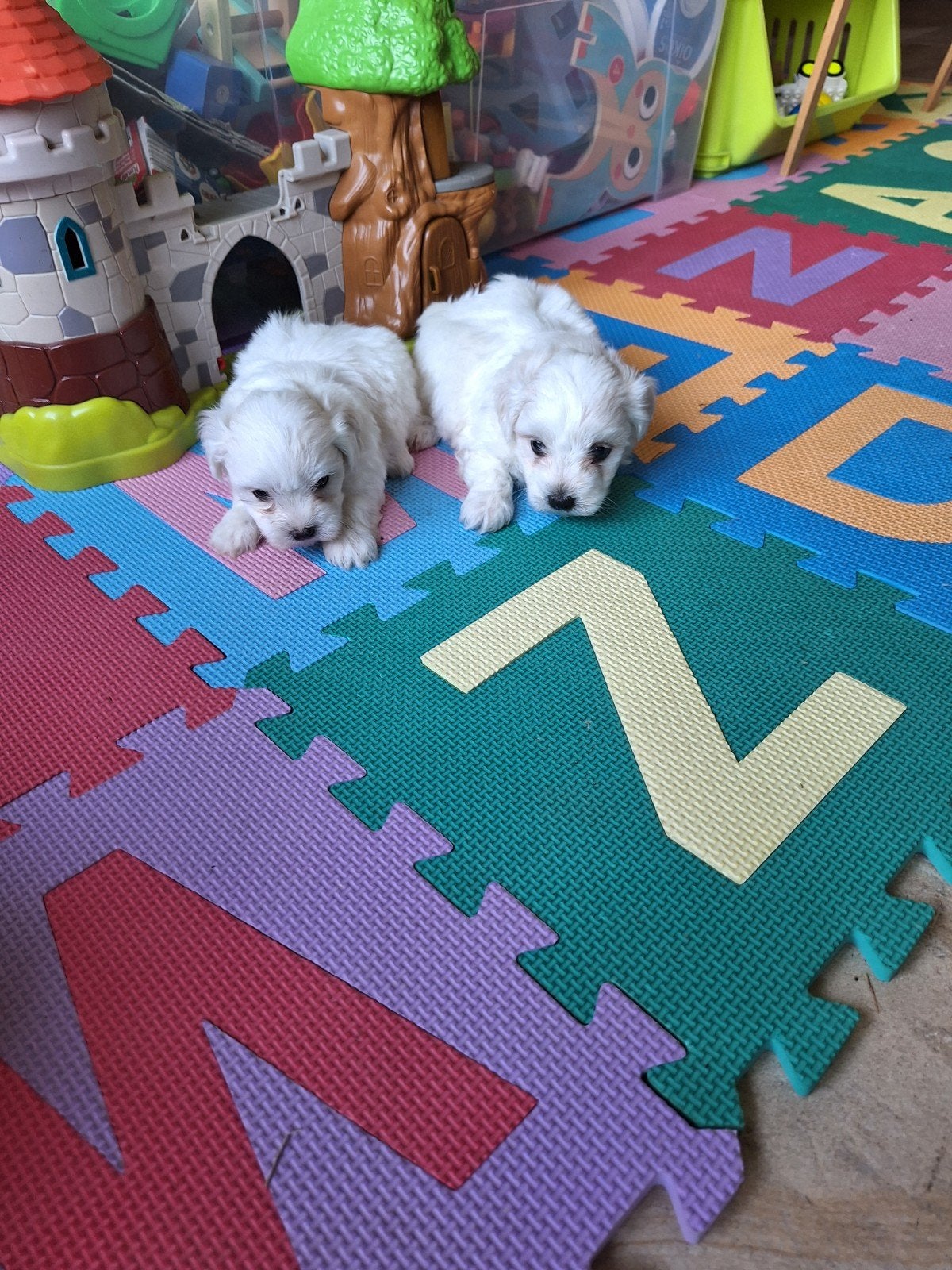Maltezer pups, Dieren en Toebehoren, Parvo, België, Maltezer, 8 tot 15 weken
