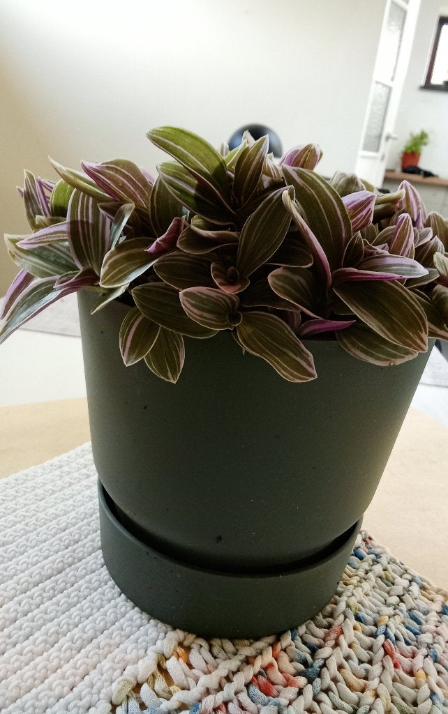 Supermooi kamerplant je groen/ violet, Ophalen, Nieuw