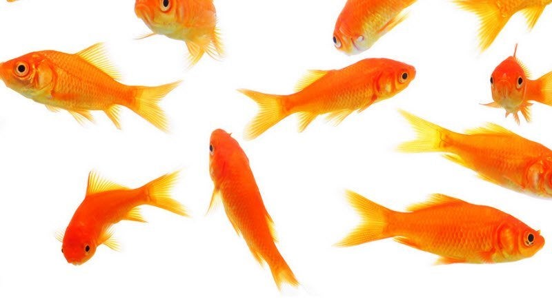 Ik zoek gratis koi of andere vissen, Dieren en Toebehoren, Zoetwatervis