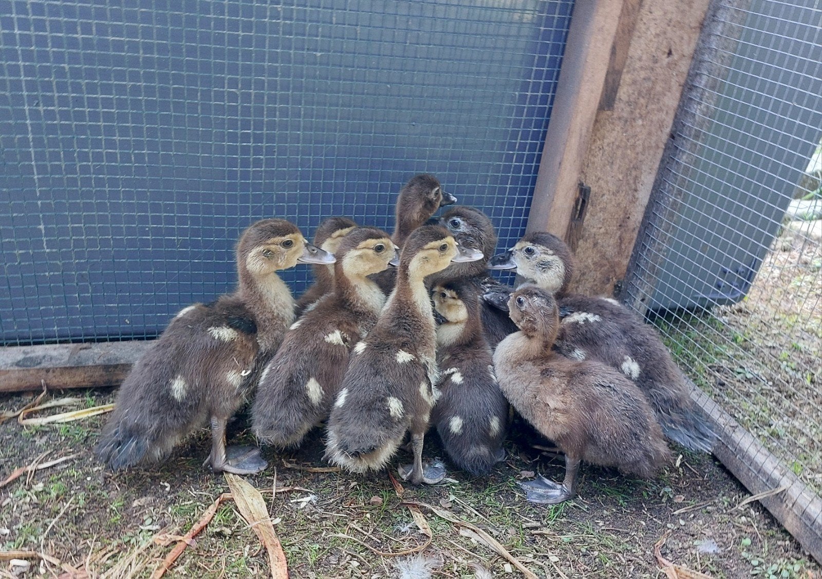 Raszuivere barberie barbarie muskus eenden laatste 9 stuks, Animaux & Accessoires, Sexe inconnu, Canard