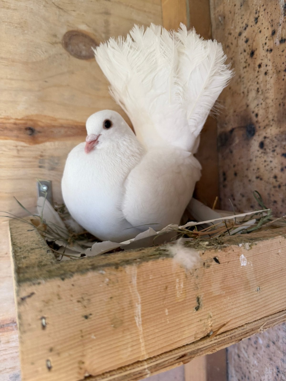 Pigeon Paon blanc mâle, Dieren en Toebehoren, Vogels | Duiven, Mannelijk