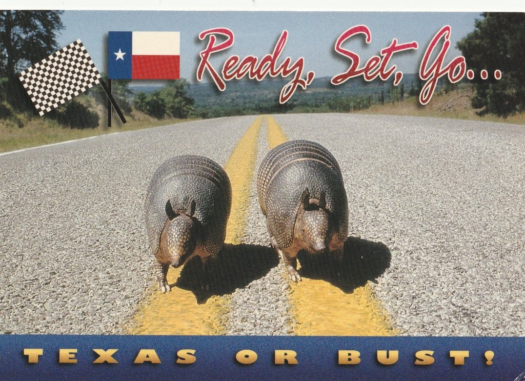 GORDELDIEREN  in  TEXAS   USA, Verzamelen, Postkaarten | Dieren, Verzenden, Ongelopen, Wild dier