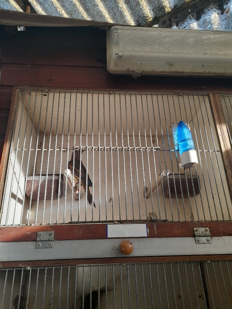 Groote lijster, Vrouwelijk, Wildzangvogel, Geringd