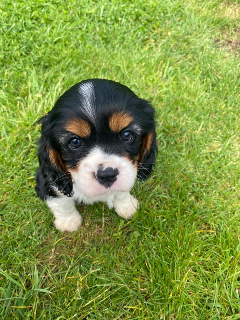 Cavalier king charles Spaniël pups, Parvo, België, Overige rassen, 8 tot 15 weken