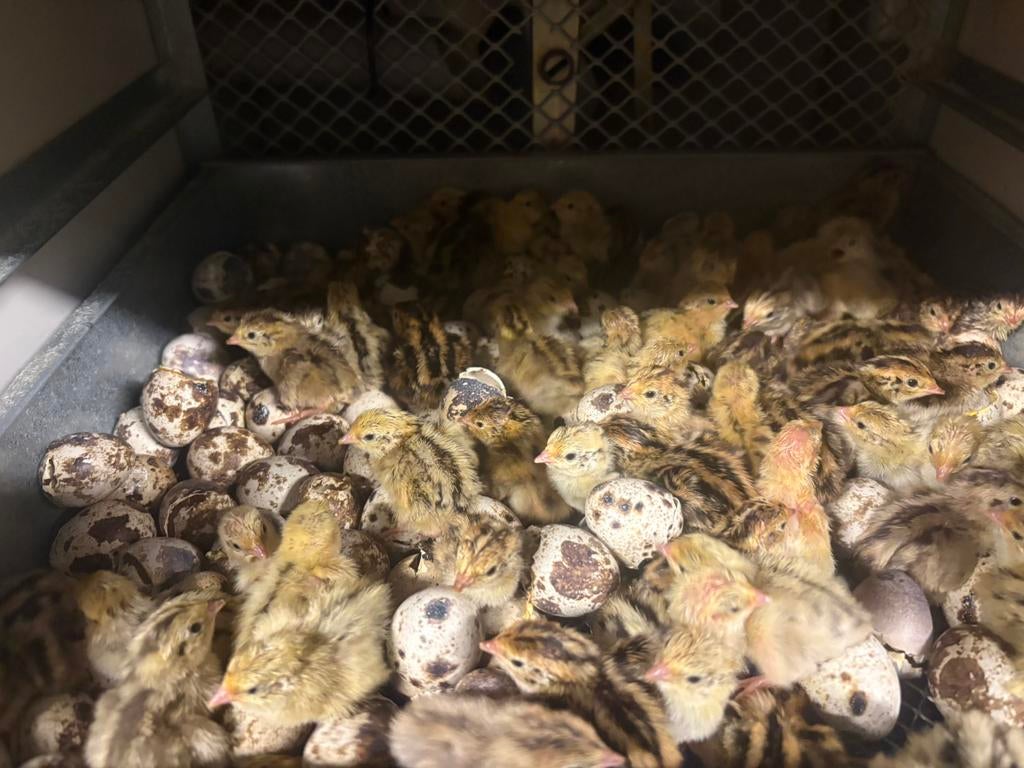 Japanse JUMBO kwartels (kuikens), Plusieurs animaux