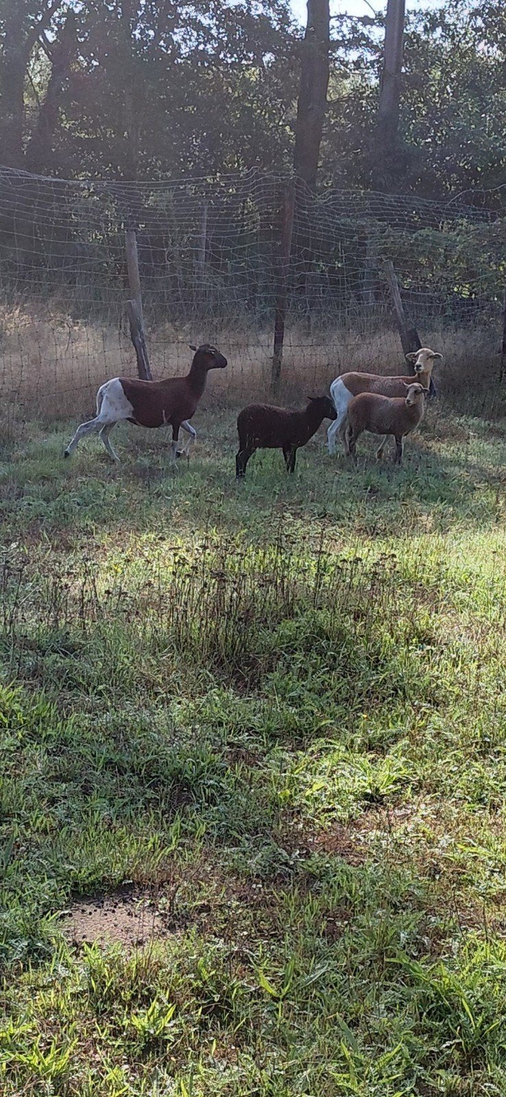 bonte kameroen ooien, Vrouwelijk, Schaap, 0 tot 2 jaar