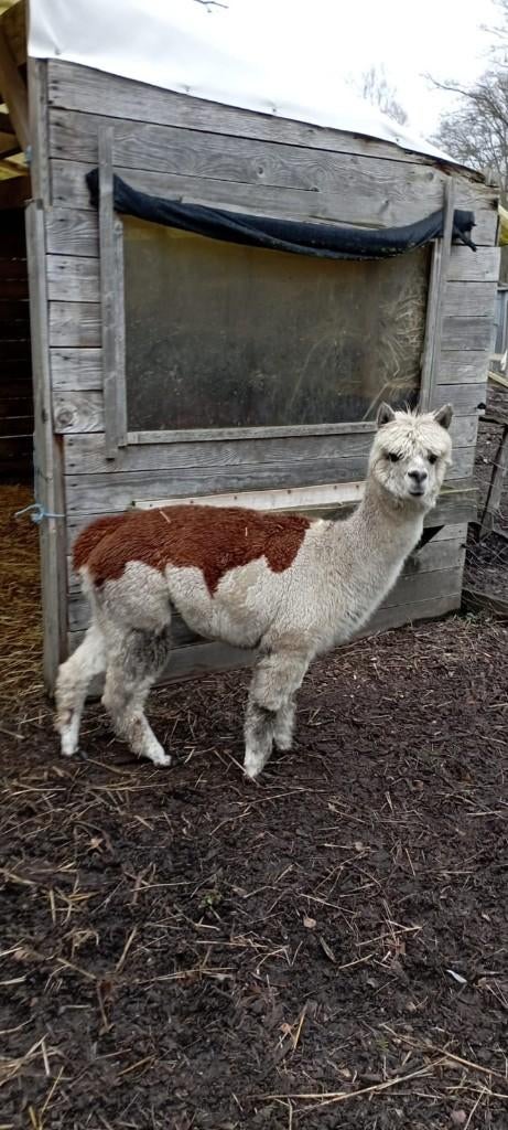 Alpaca merrie, Novembre, Femelle