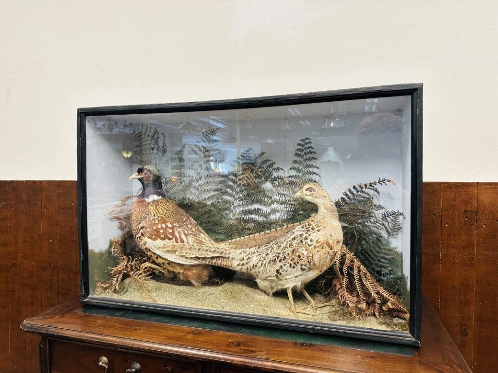Antieke opgezette Fazanten in vitrine, Ophalen