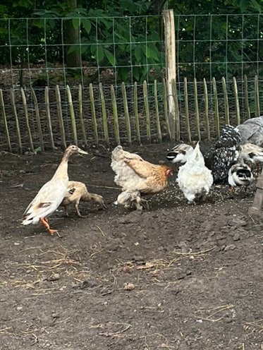 Enkele broedeieren Indische loopeend, Dieren en Toebehoren, Pluimvee, Geslacht onbekend, Eend