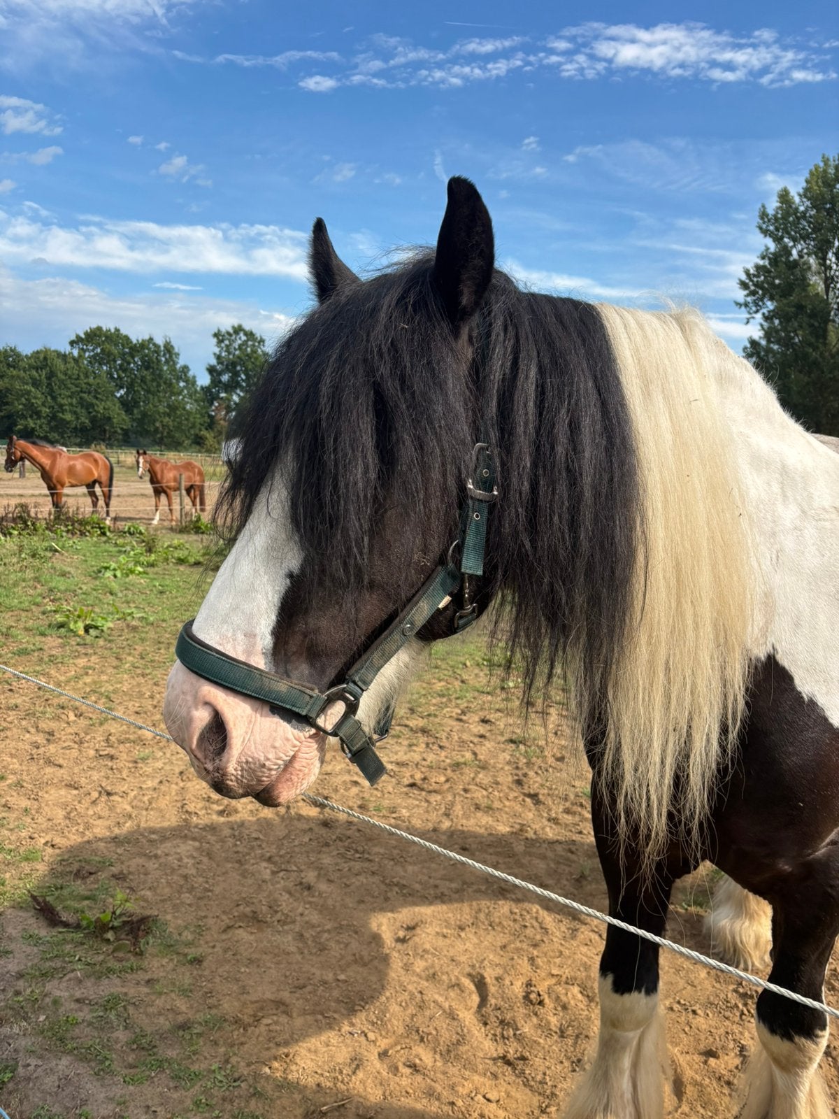Halve stal All Round Tinker, Dieren en Toebehoren, Paarden, Recreatiepaard, Ontwormd