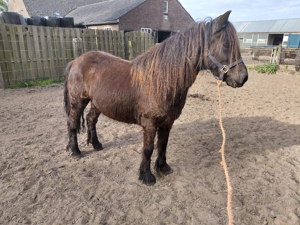 Mooie fell pony merrie, Dieren en Toebehoren, Pony's, Merrie, C pony (1.27m tot 1.37m), Gechipt