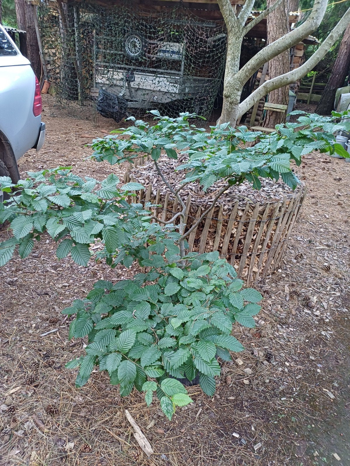 carpinus bonsai haagbeuk, Jardin & Terrasse, Enlèvement