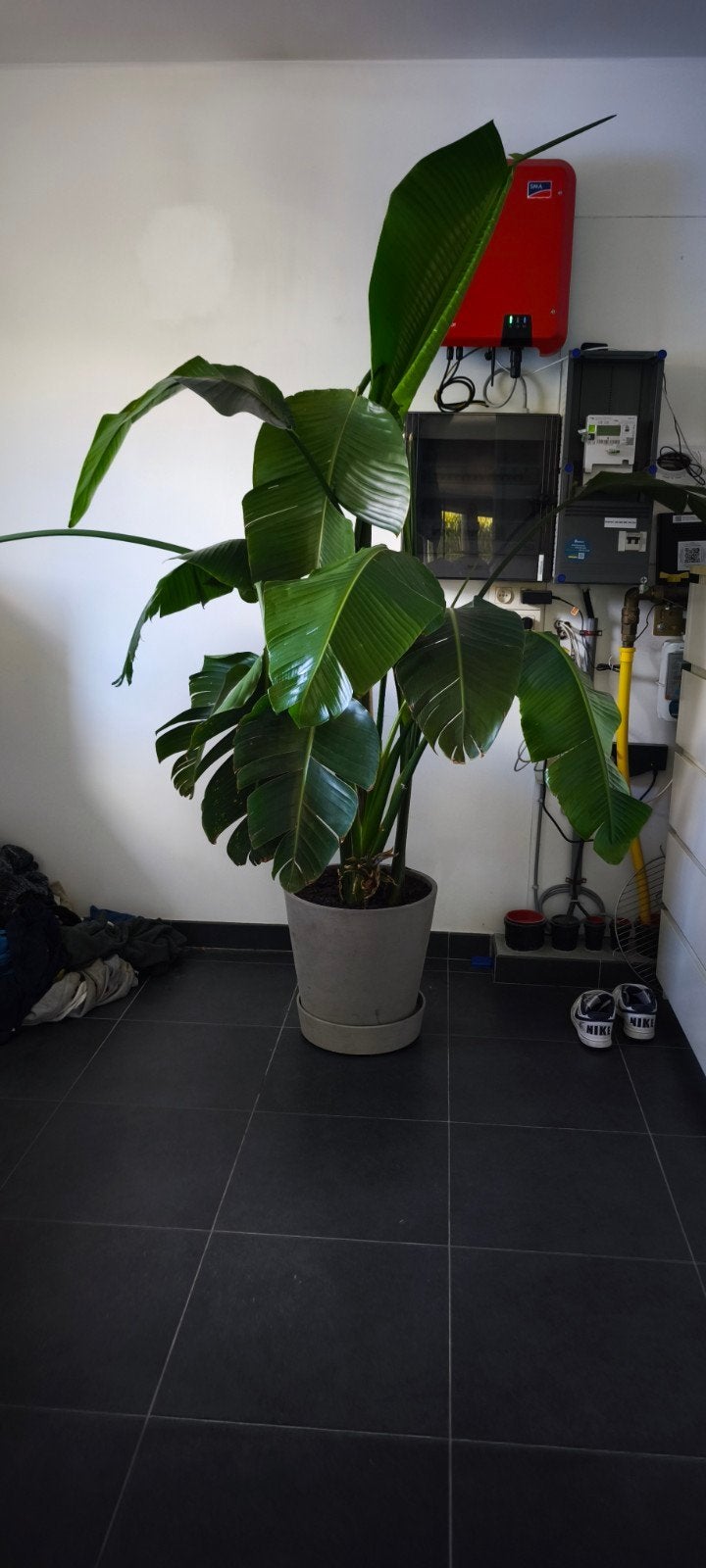 Paradijs plant 2m hoog, Enlèvement