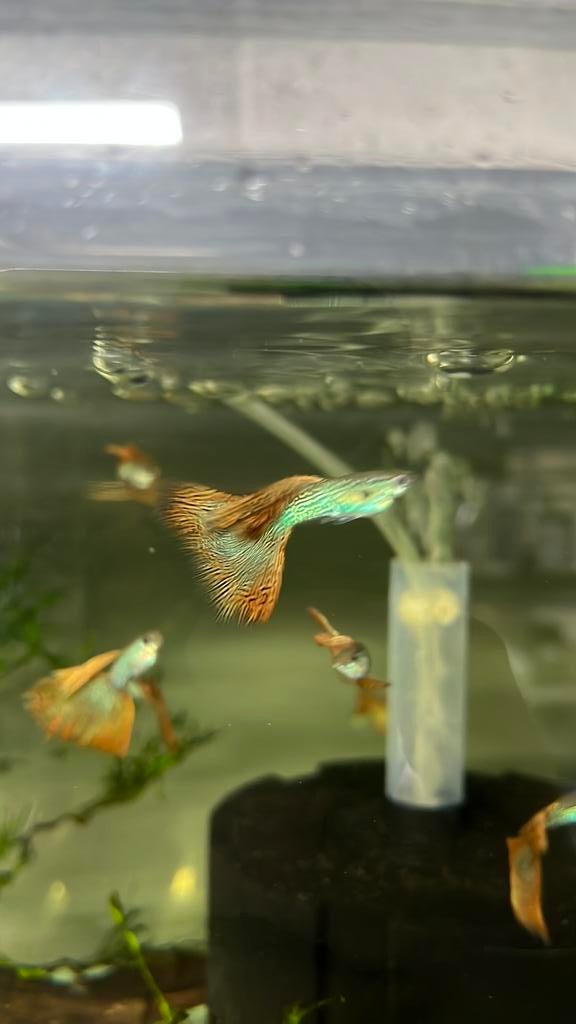 Mooie raszuivere Red lace guppies te koop, Dieren en Toebehoren, Vissen | Aquariumvissen, Vis, Zoetwatervis, Schoolvis