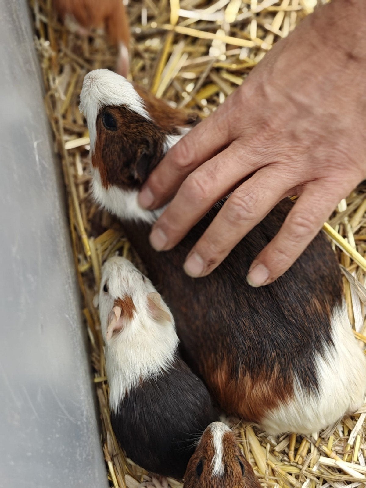 cavia te koop zelf doos meebrengen, Dieren en Toebehoren, Juli, Cavia