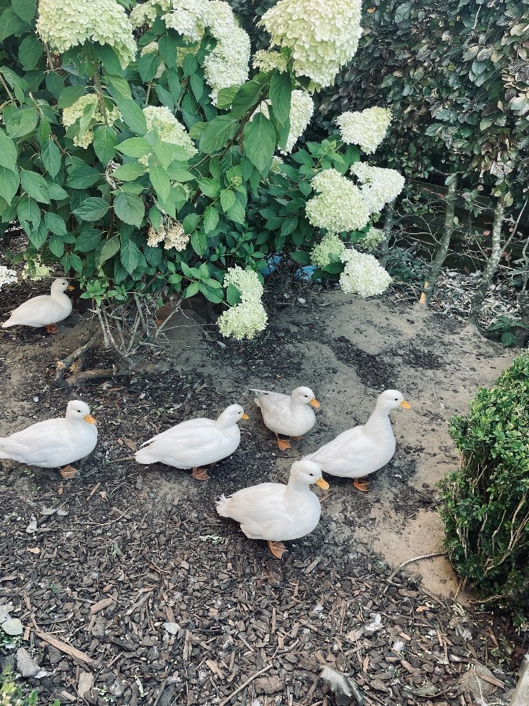 Hollandse kwaker eenden, Dieren en Toebehoren, Pluimvee, Mannelijk, Eend