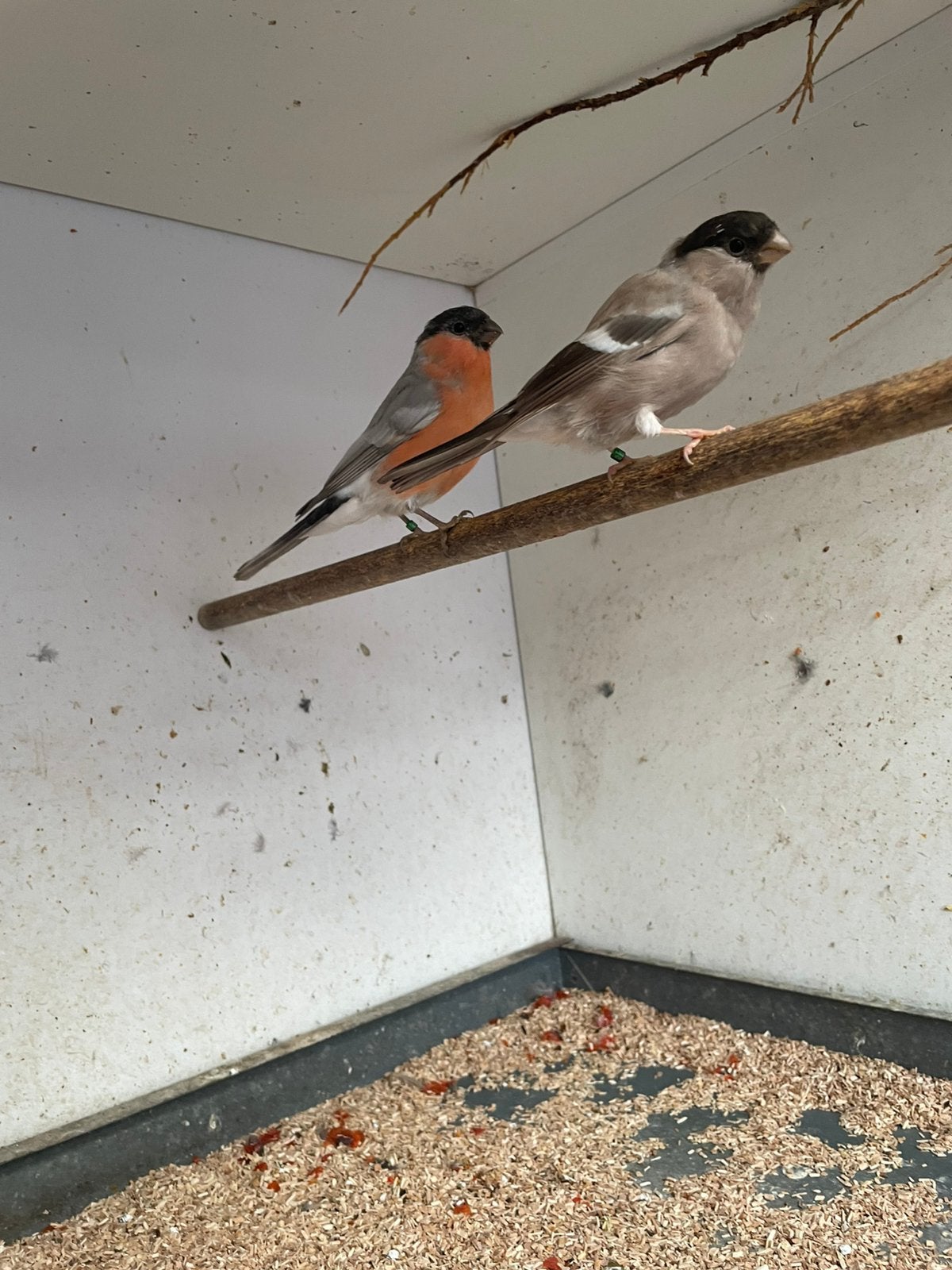 Goudvink mannen, Dieren en Toebehoren, Mannelijk, Wildzangvogel, Geringd