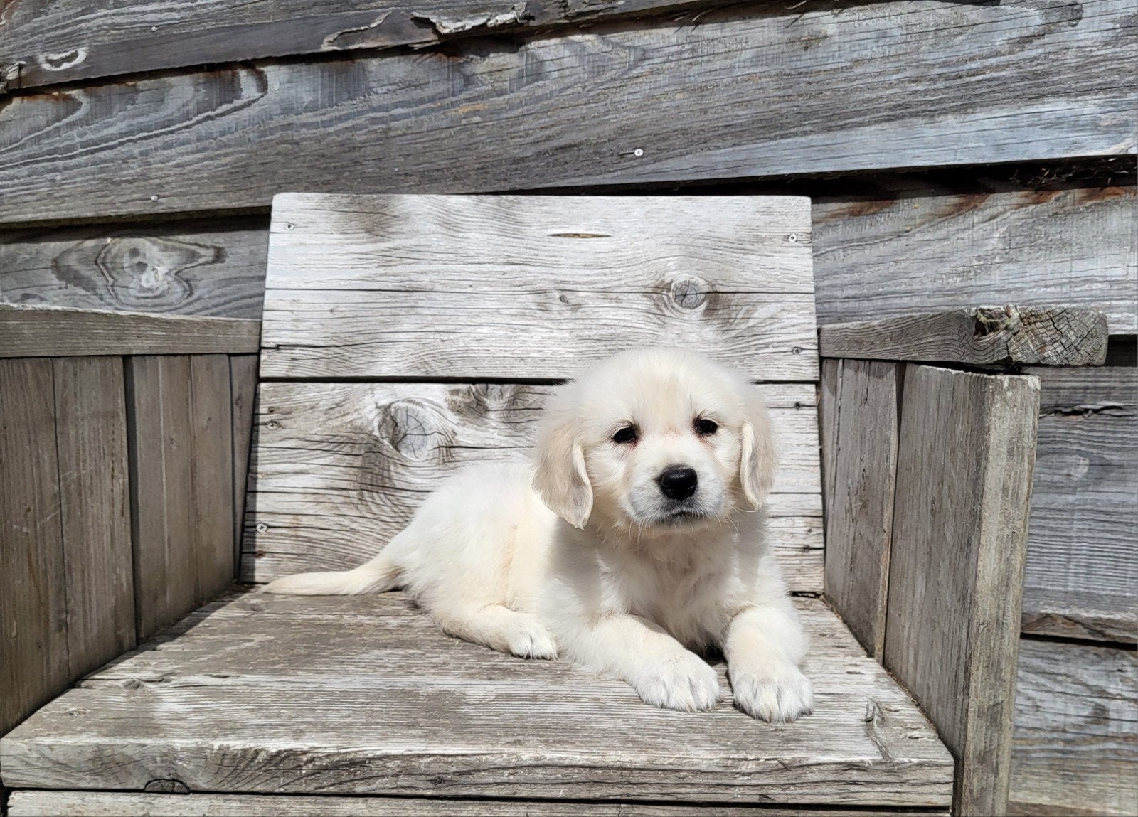 Golden Retriever teefje, Golden retriever, Chienne, Belgique, Plusieurs