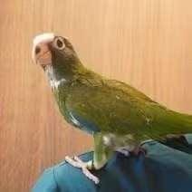 petite marguerite à tête blanche (pionus senilis), Plusieurs animaux, Canari chanteur