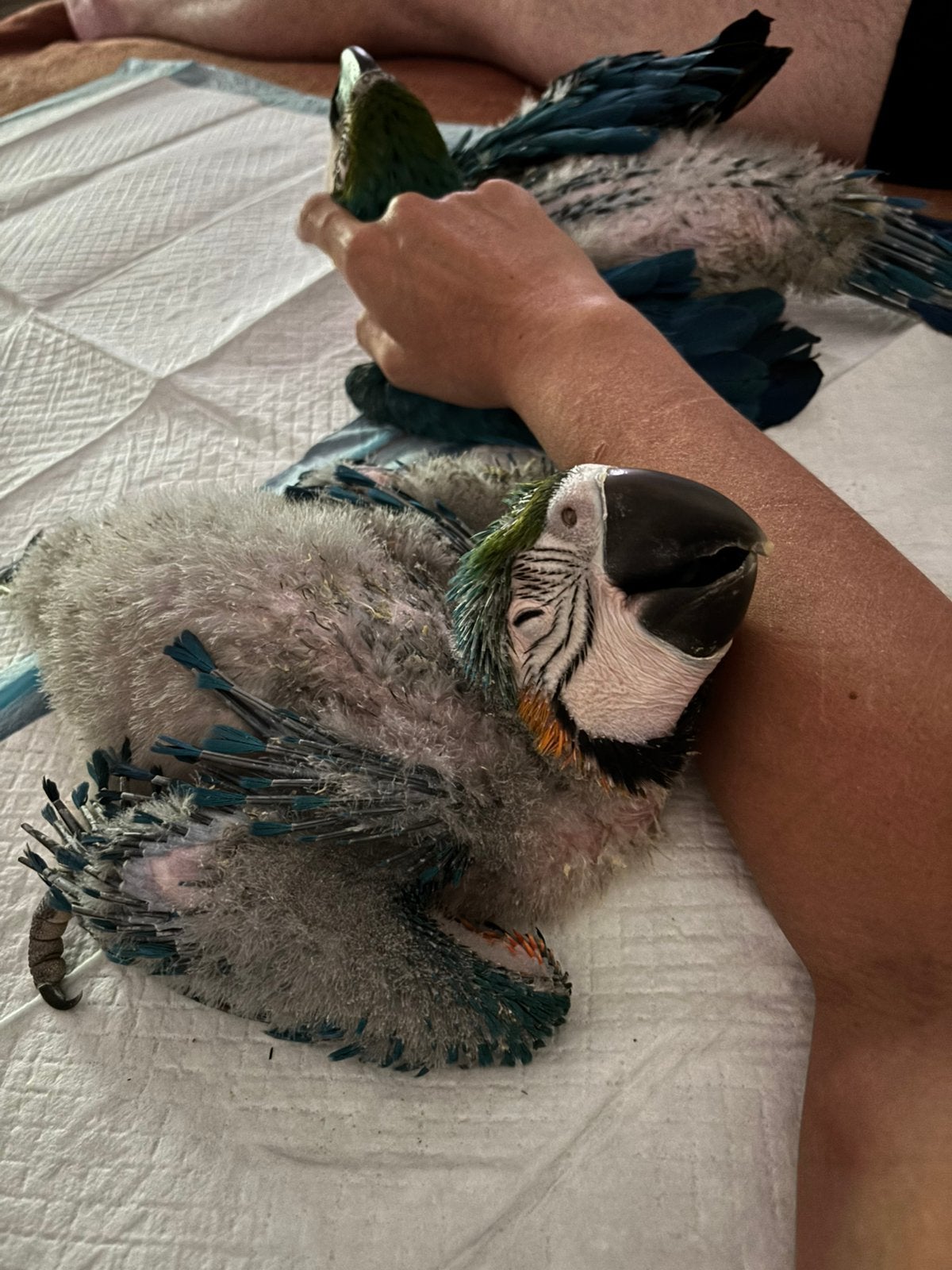 Blauwgele ara tam met DNA, Dieren en Toebehoren