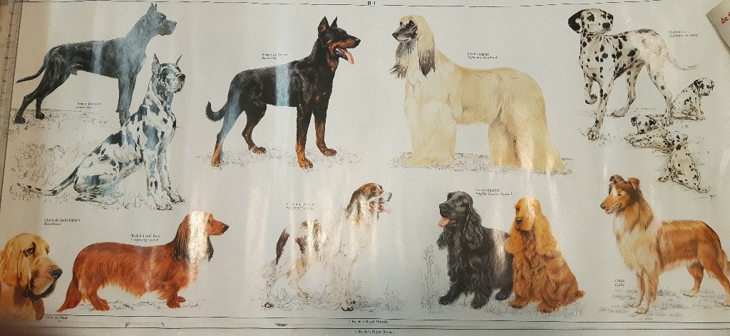 affiche animaux et chiens ; 27 x 62 cm Reader's Digest, Enlèvement ou Envoi, Rectangulaire horizontal, A1 jusqu'à A3, Comme neuf