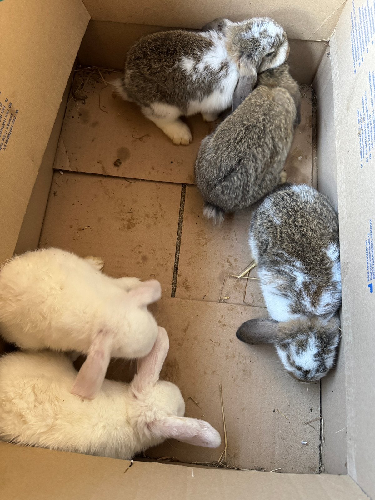 Mini lop konijnen, Dieren en Toebehoren