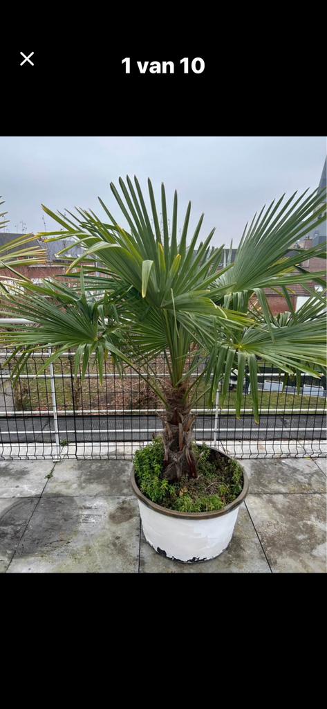 Lot de palmiers, conifères, oliviers, Enlèvement, En pot