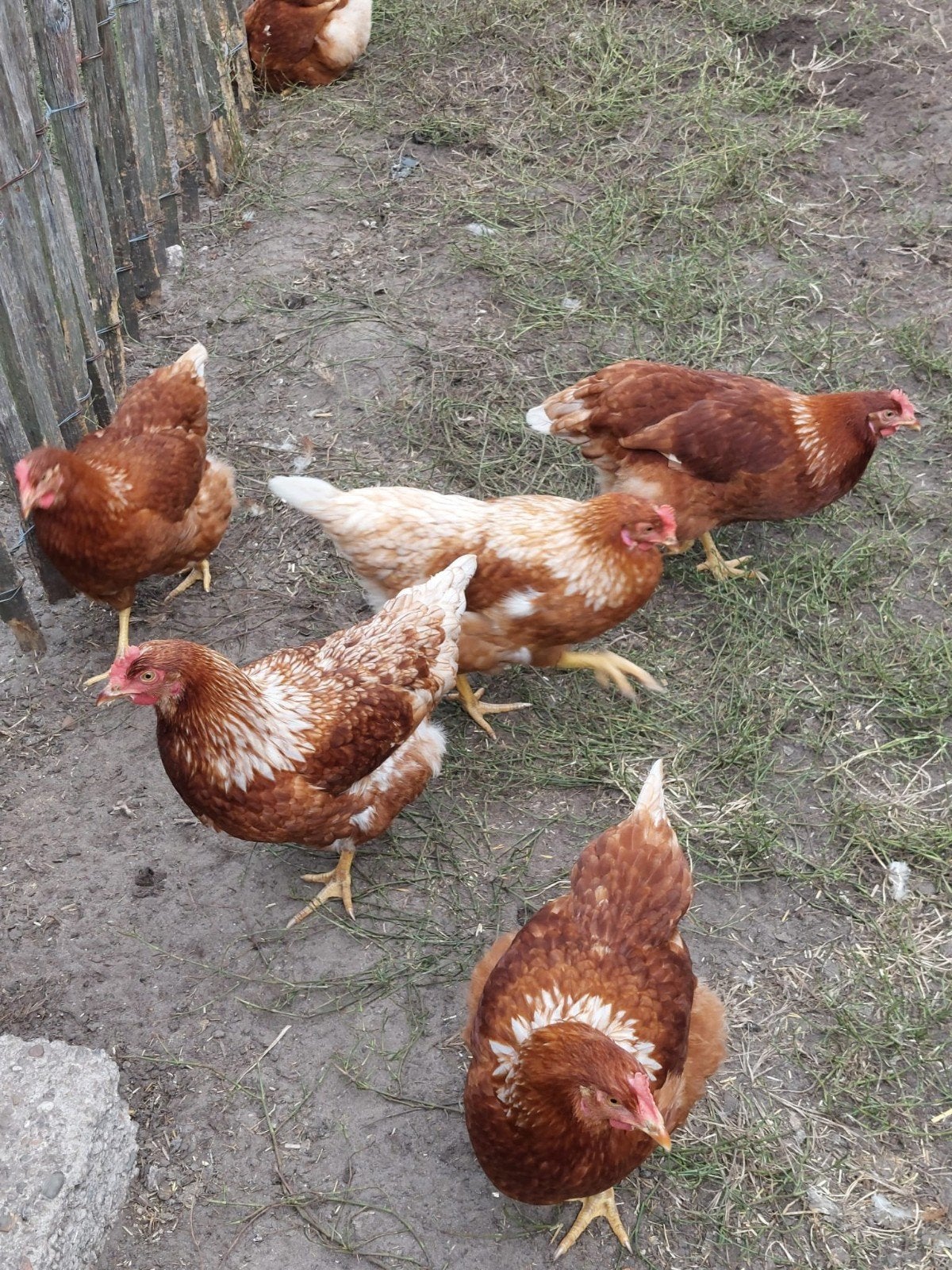 jonge legkippen Isa brown, Dieren en Toebehoren