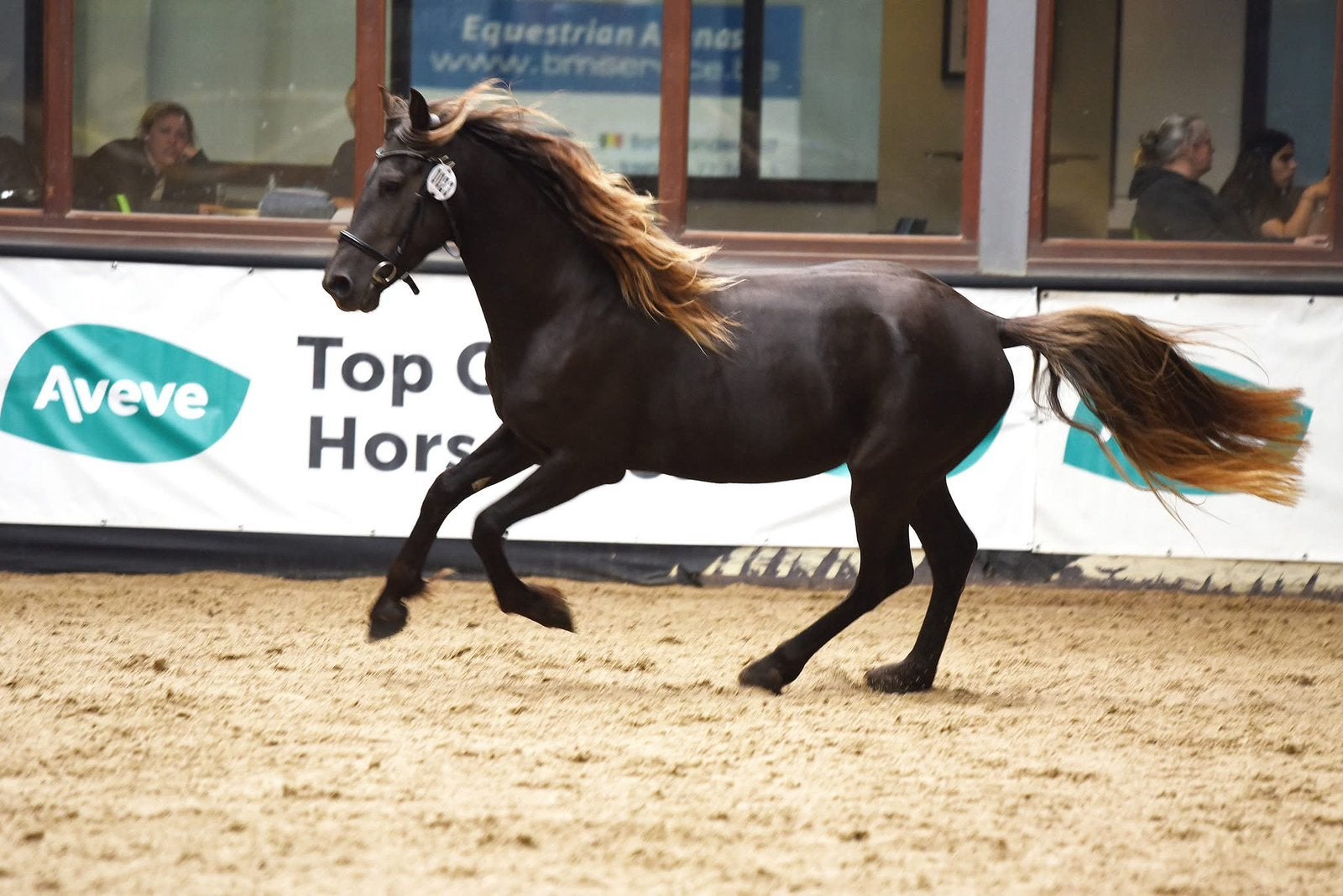 Etalon silver frisonx rocky, Étalon