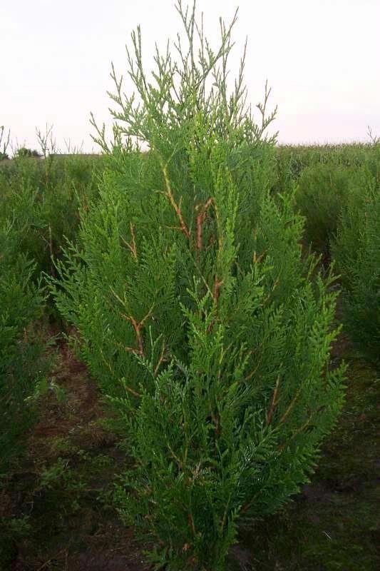 Thuja Plicata Atrovirens ( Levensboom ), Enlèvement, Conifère, Haie