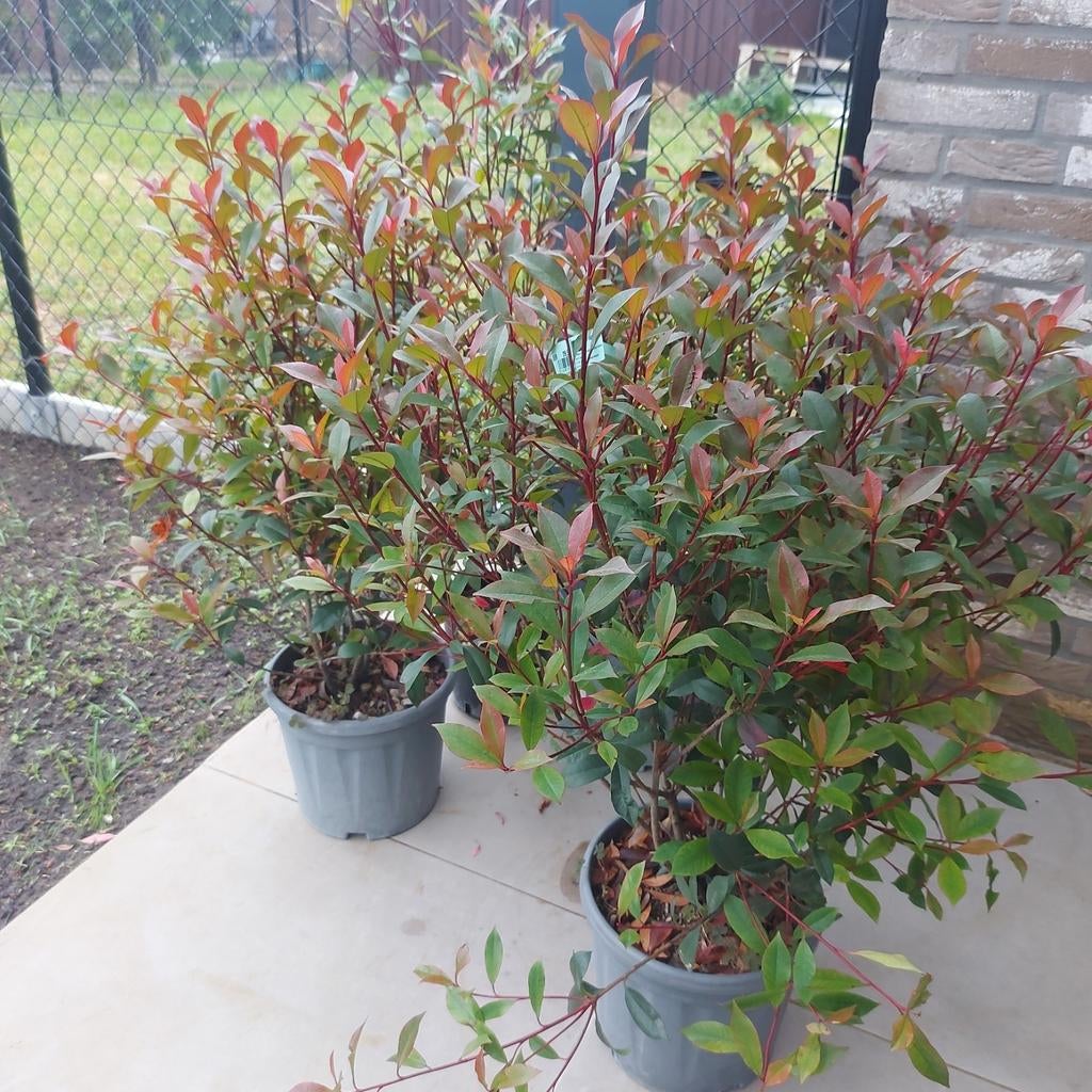 Photinia Fraserie Rouge, Ophalen, Struik