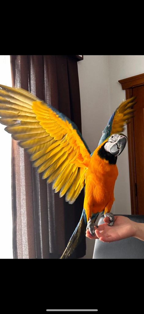 Ara papegaai, Dieren en Toebehoren, Vogels | Parkieten en Papegaaien, Papegaai