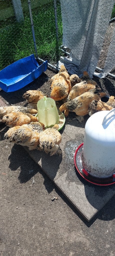 Gratis haantjes, Dieren en Toebehoren, Mannelijk, Kip