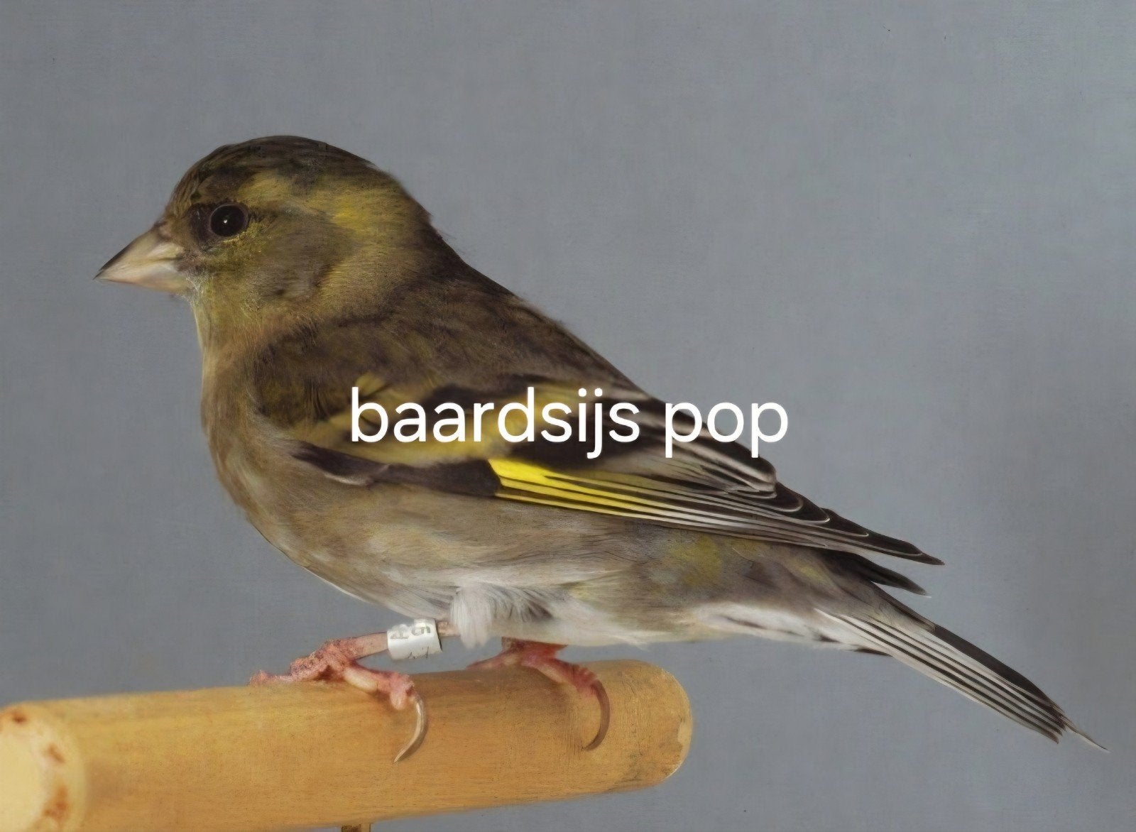 Baardsijs pop van 2026, Vrouwelijk