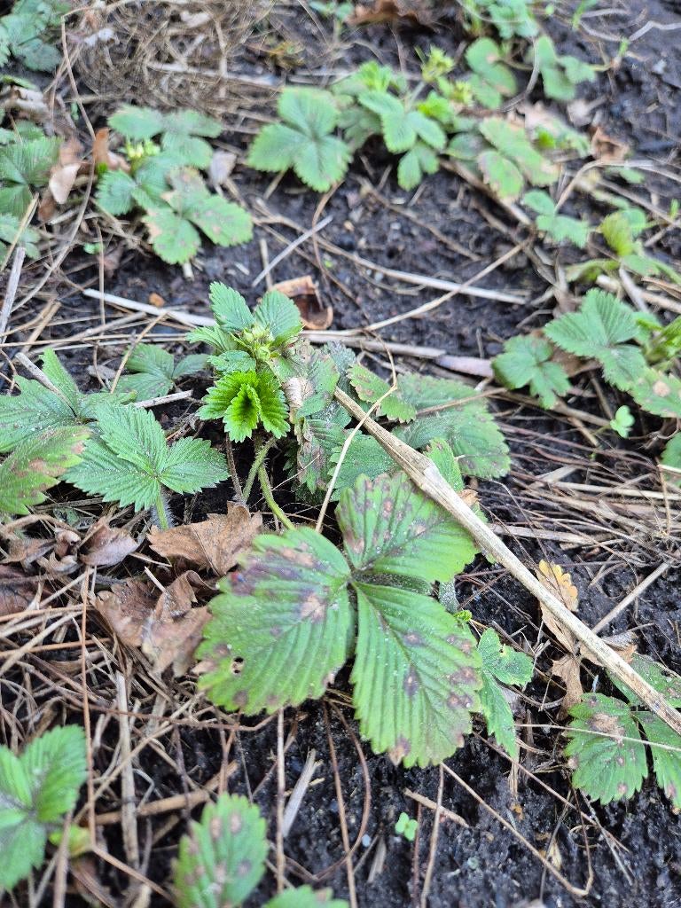 Aardbeien verschilde soorten kruiden bloemen, Tuin en Terras, Vaste plant, Halfschaduw, Zomer, Ophalen