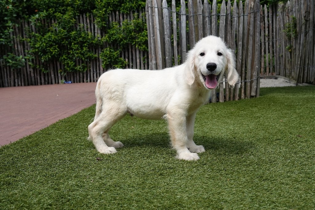 Prachtige Golden Retriever pup, met stamboom, Dieren en Toebehoren, België, 15 weken tot 1 jaar, Reu, Eén hond