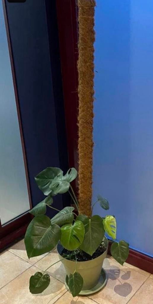 Mooie jonge Monstera plant met mosstok, Huis en Inrichting, Kamerplanten, Ophalen