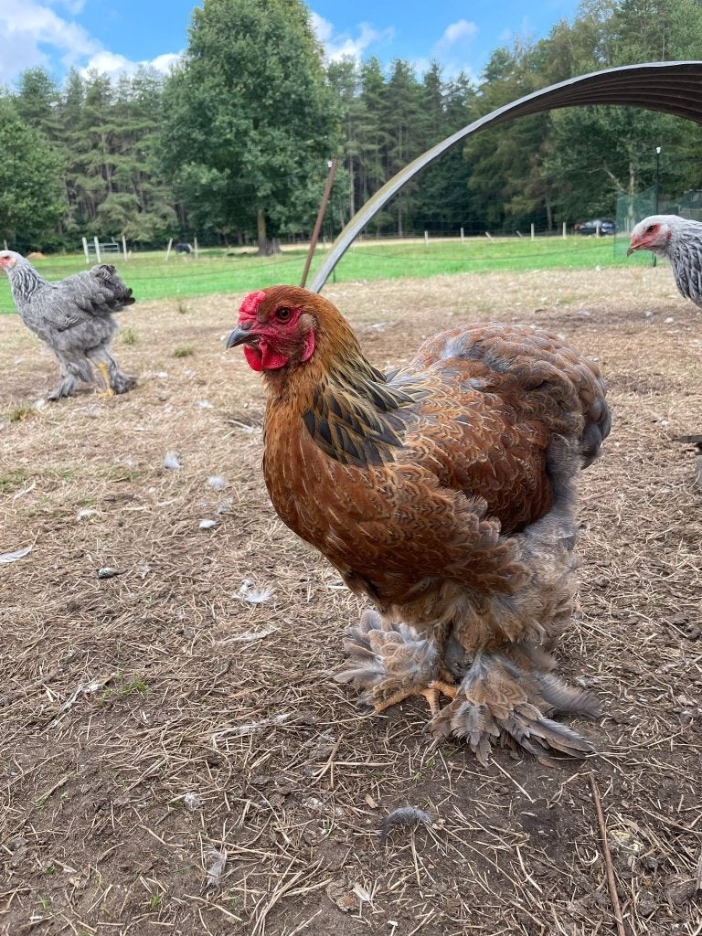 Brahma hen, Dieren en Toebehoren