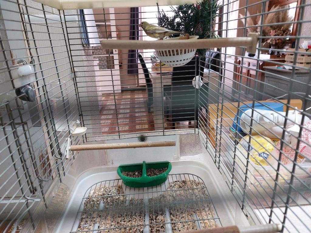Mâle Canari Raza Japé ( petite taille), Enlèvement ou Envoi