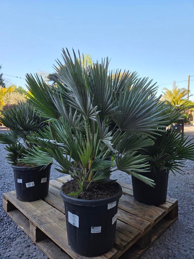 Europese dwergpalm - Chamaerops Humilis Siciliana, Tuin en Terras, Ophalen
