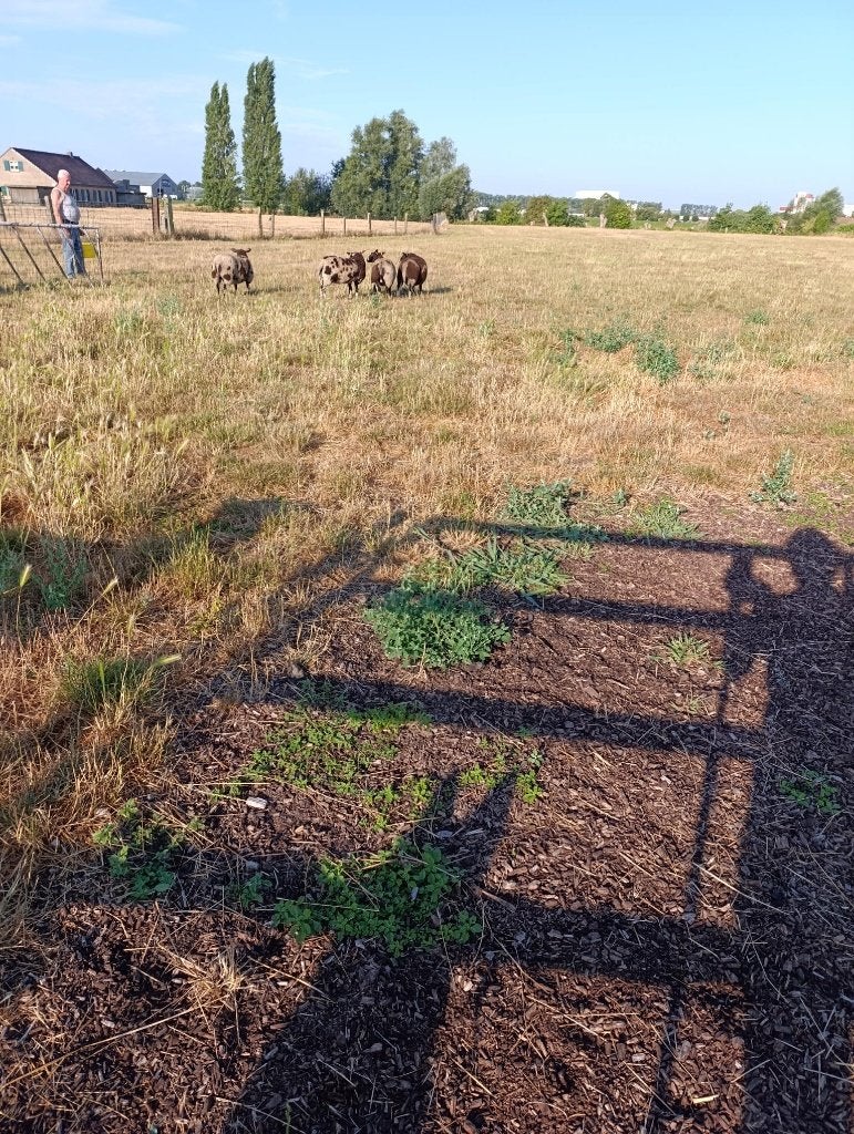 baggerbonte bok, Mâle, Mouton, 0 à 2 ans