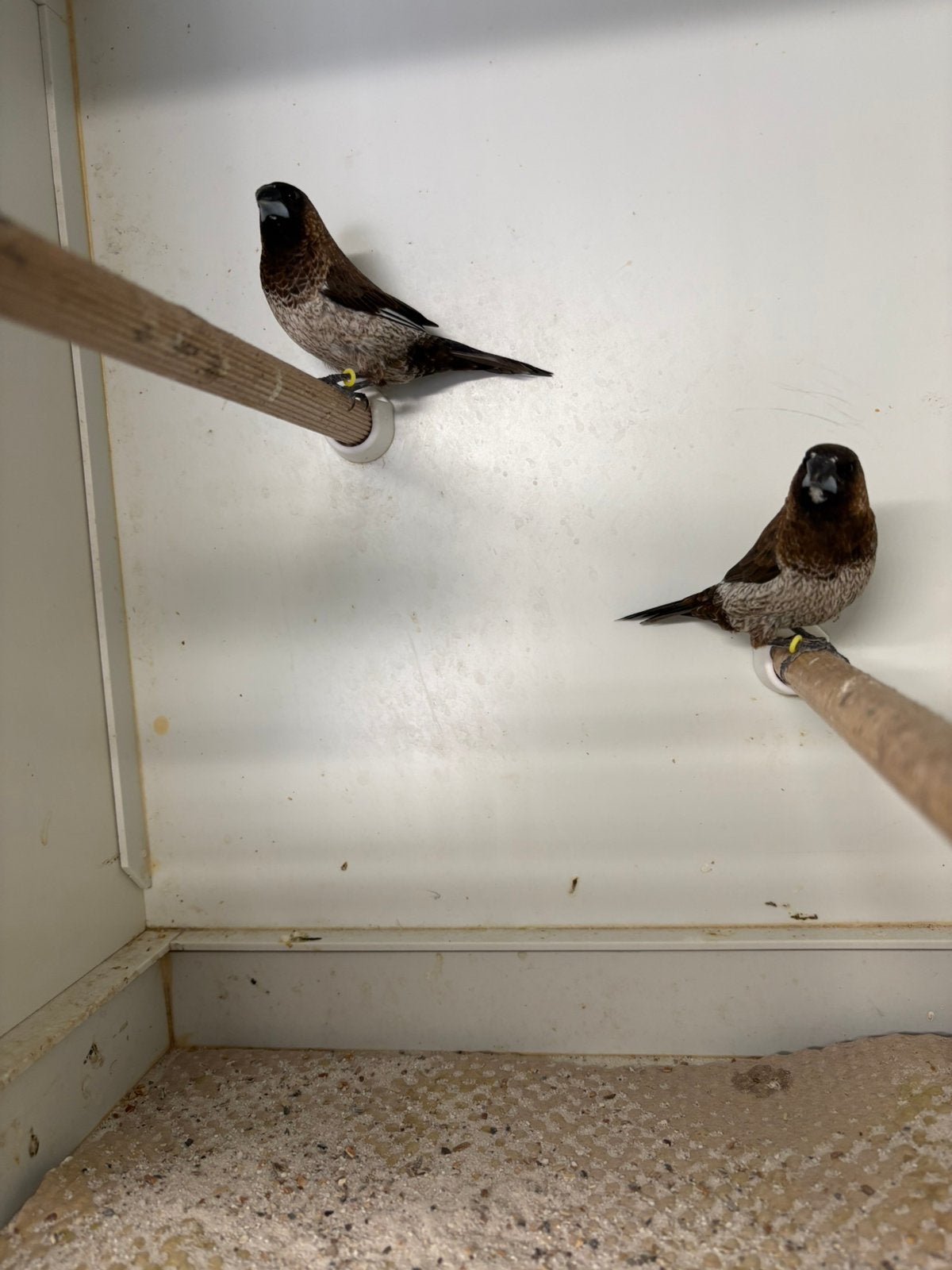 Japanse meeuwen, Dieren en Toebehoren, Vogels | Overige Vogels