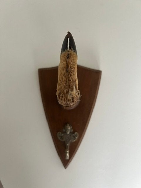 Vintage taxidermie hertenpootje, Enlèvement