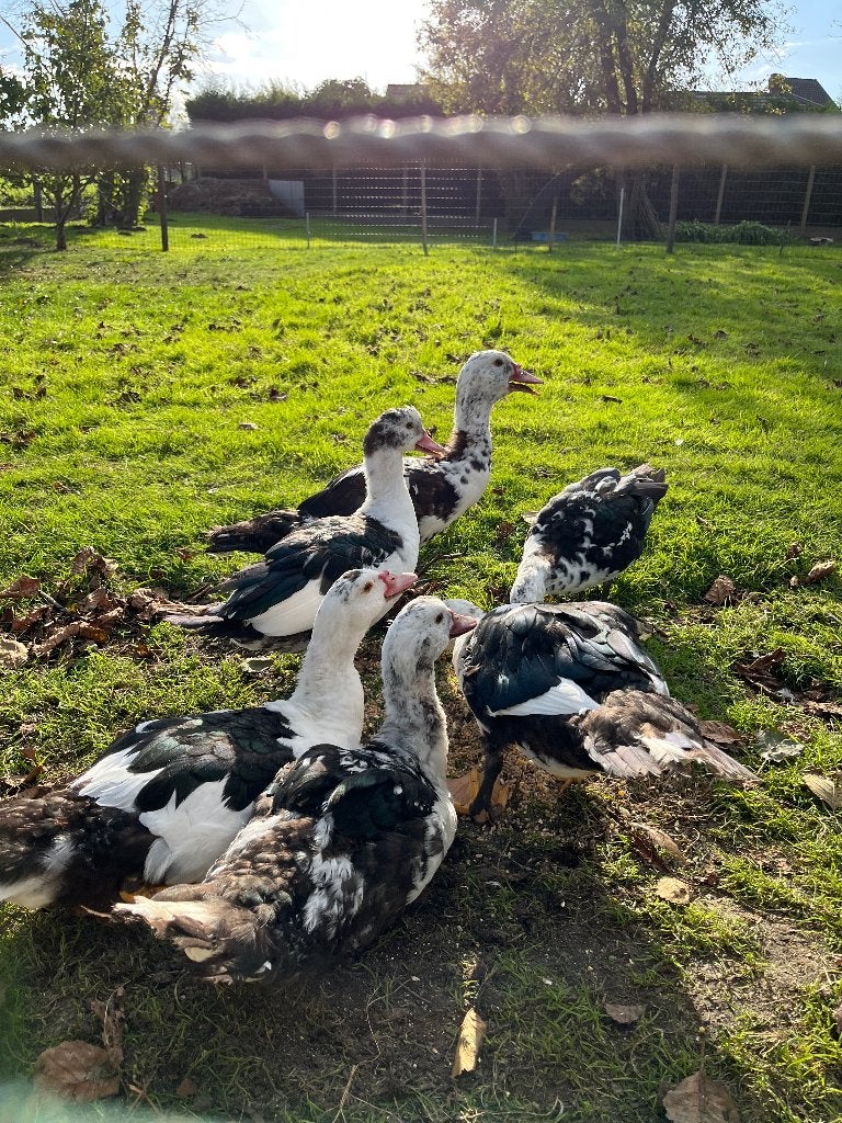 Barberie eenden, Dieren en Toebehoren, Meerdere dieren, Eend