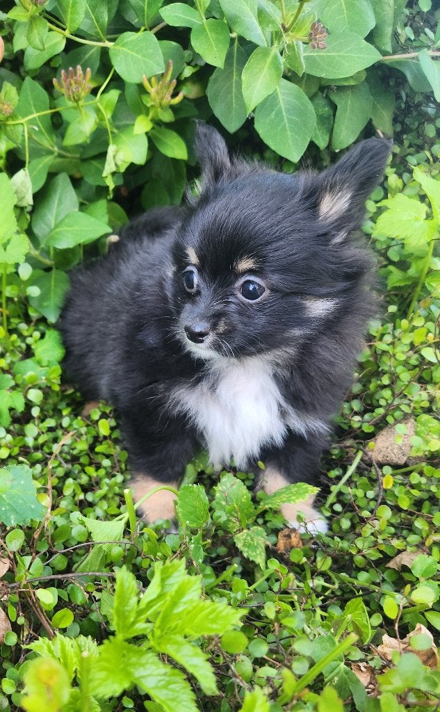 POMCHI pups te koop, Parvo, België, 8 tot 15 weken, Meerdere